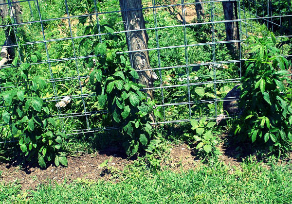  Growing a young blackberry on a trellis