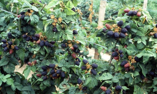  Blackberry on the trellis