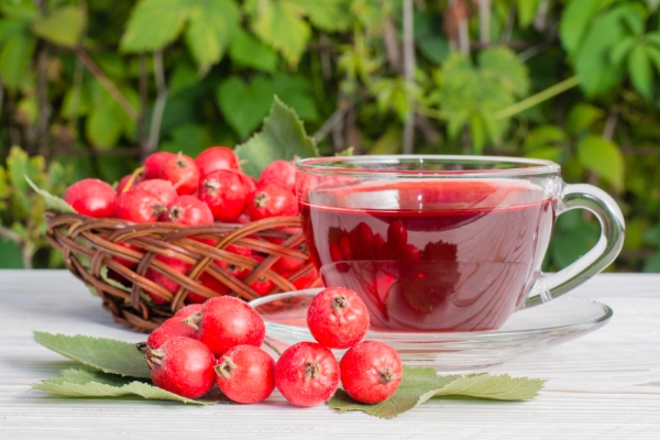 L'utilizzo di un thermos per la produzione di frutti di biancospino ti consente di conservare un massimo di sostanze utili.