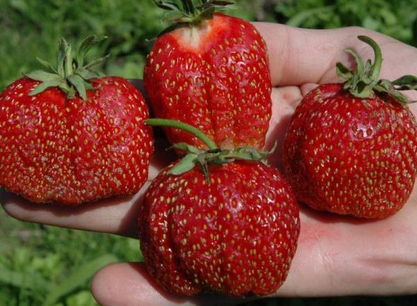  Festival Strawberries
