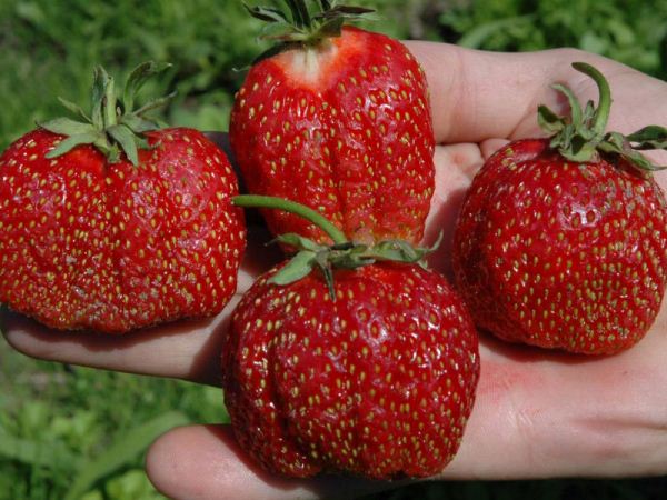  Festival Strawberries