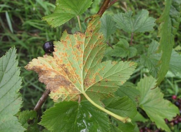  Major diseases and pests of currants, treatment and prevention