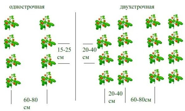  Scheme of planting strawberries varieties Festival single-row and double row method