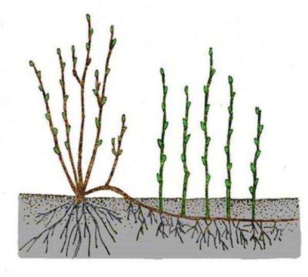  Schema de reproducere a stratului de viburnum