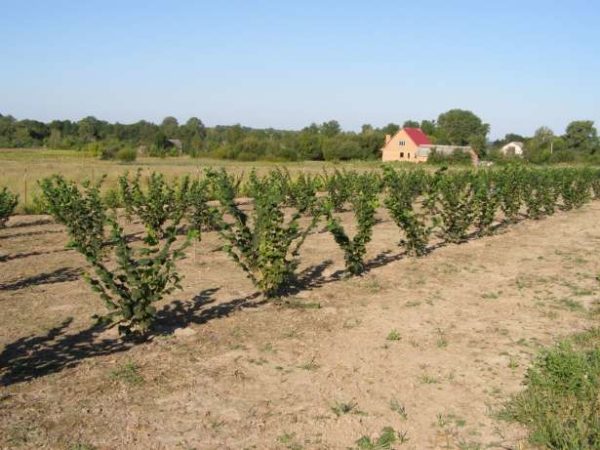  Plantarea de alune este cel mai bine realizată în toamnă