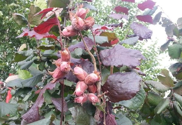  Krasnolistnaya Hazel - forest resident of central Russia