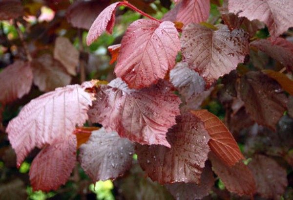  Hazel leaf is susceptible to fungal diseases and pests.