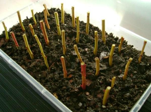  Blueberry is easiest to propagate lignified cuttings