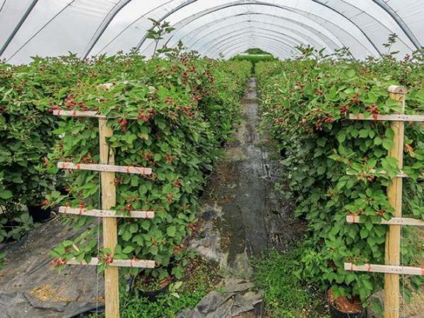  T-shaped trellis design