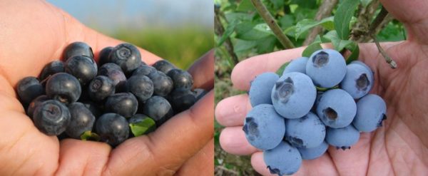  The difference between blueberries and blueberries