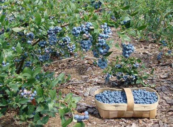  Growing garden blueberries