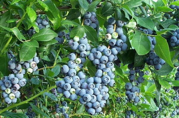  Garden blueberries