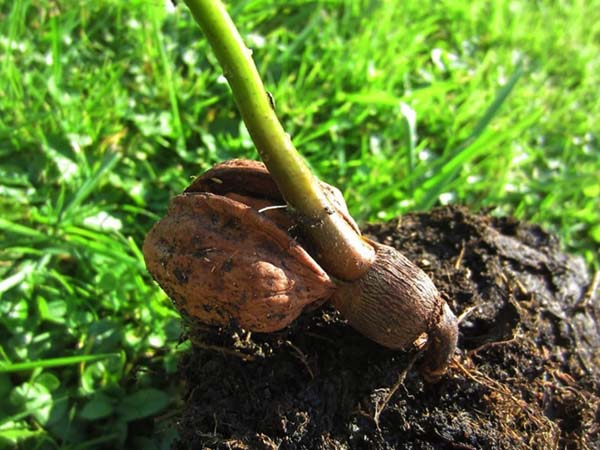 Il metodo principale per ottenere piantine - cresce da seme