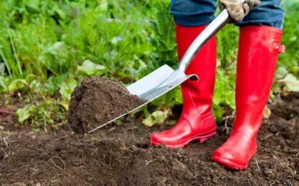  Before planting currants in the ground add mineral fertilizers or compost