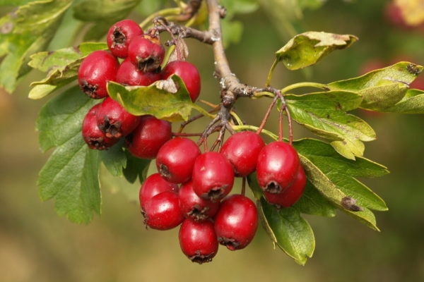 Frutta, foglie, fiori e corteccia di biancospino vengono raccolti con tempo asciutto, le materie prime vengono conservate fino a 2 anni
