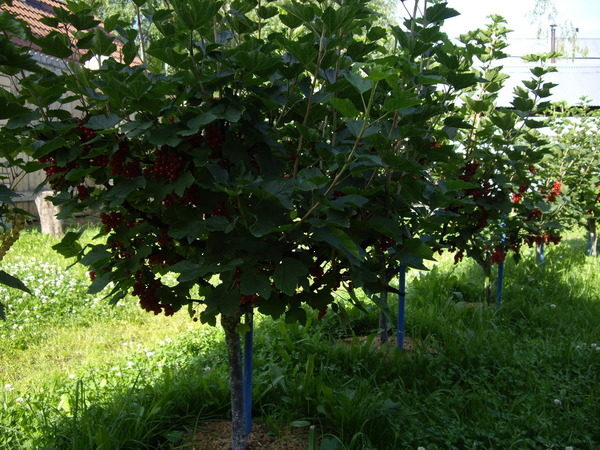  Currant on the stump