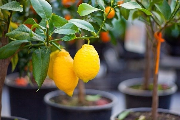  Injerto de limon