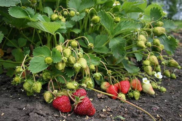  Bushes of strawberries with green and ripened berries