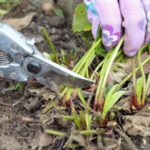  Autumn pruning of leaves of garden strawberries