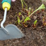  Loosening the soil under the bushes of garden strawberries