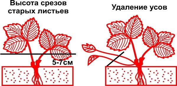  The scheme of cutting the old leaves of garden strawberries and mustache