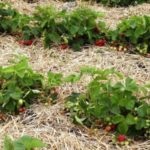  Mulching of soil under strawberry bushes with straw