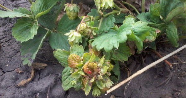  It is almost impossible to get rid of strawberry nematodes.