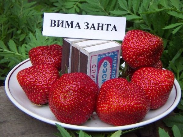  Garden strawberries Wima Zanta