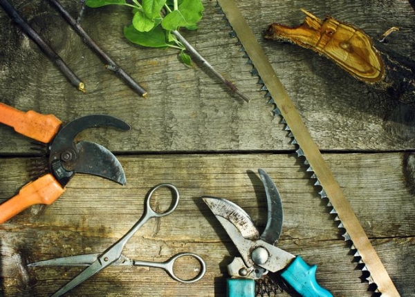  For trimming currants need pruner, garden knife and a small handsaw. blades must be ground and cleaned