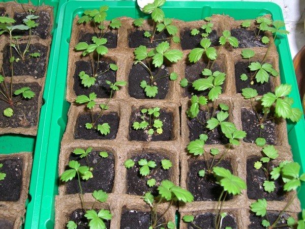  Seedlings of the Festival strawberries from dive seeds