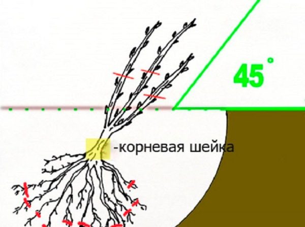  Scheme of proper planting currant bush