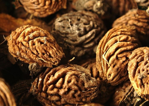  ¿Es posible y cómo cultivar un durazno a partir de una piedra en casa?
