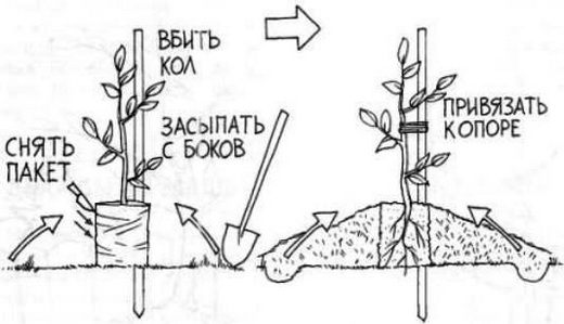  Peach Tree Planting Pattern