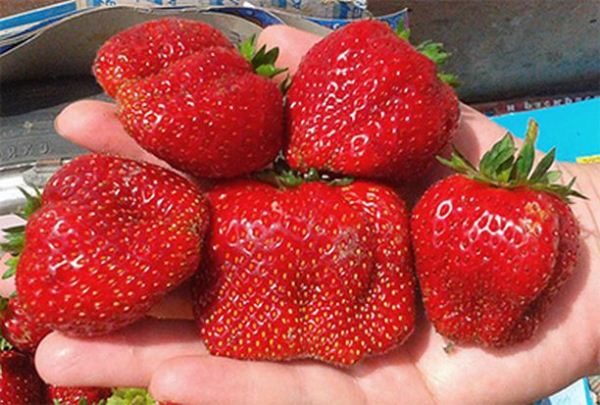 Freshly picked Vima strawberries