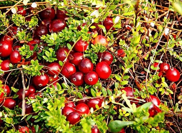  Health benefits and harm, beneficial properties and contraindications of cranberries, recipes of traditional medicine