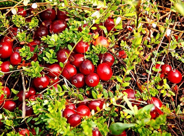  Health benefits and harm, beneficial properties and contraindications of cranberries, recipes of traditional medicine