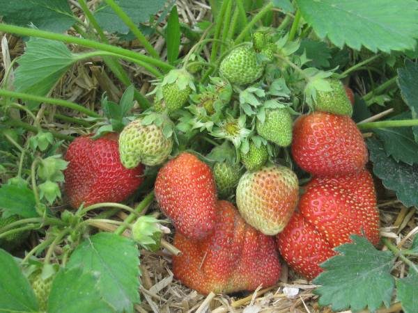  Bush strawberry Elizabeth 2 with green berries
