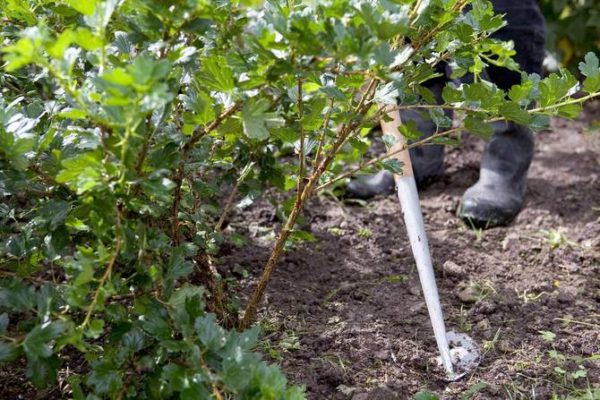  Gooseberry care procedures: watering and mulching