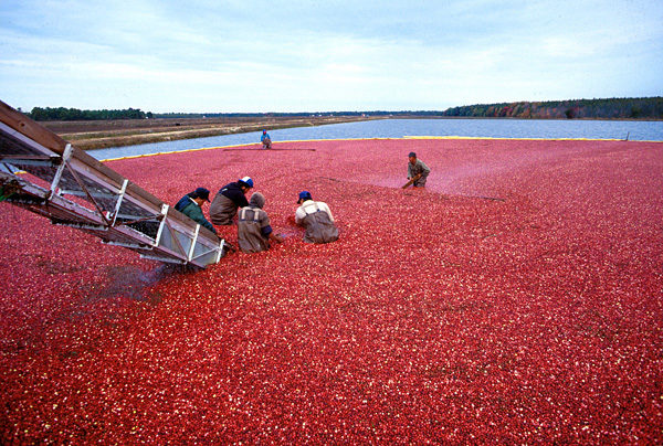  Mechanized harvesting cranberries on an industrial plantation