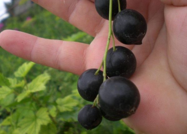  Black Currant Large Litvinova