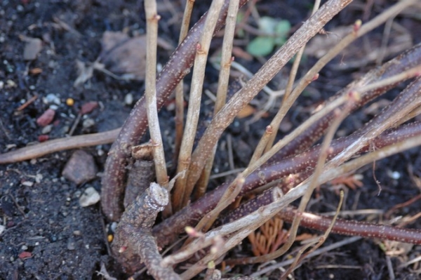  Spring pruning of currants allows you to increase the yield of the current season and lay the foundation for next year