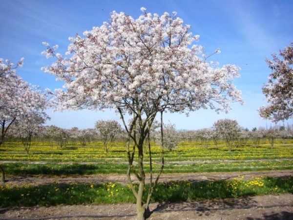  Blooming Lamarck canadian shadberry