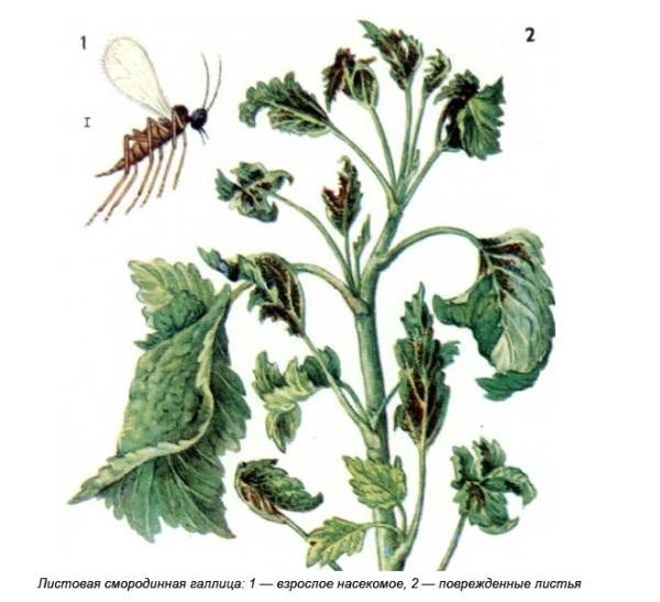  Para se livrar do midge folha de groselha, você precisa tratar as plantações com inseticidas na primavera durante o início