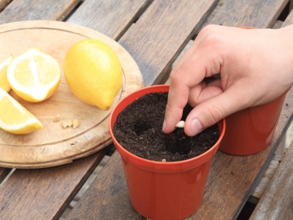 Fai dei buchi sul fondo del vaso, riempilo con piccoli ciottoli, primer