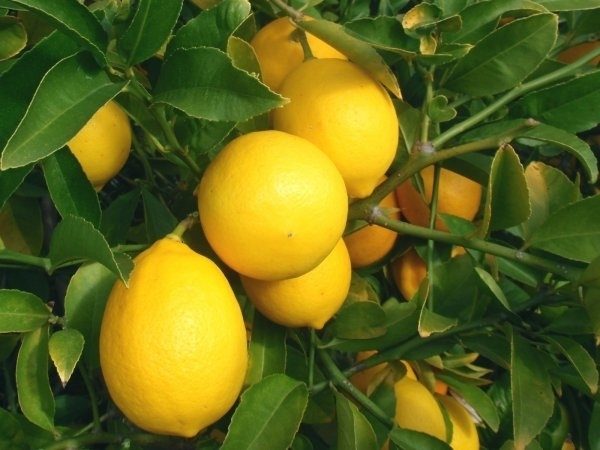 Soi de cameră din lămâie Meier