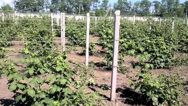  Single Strip Trellis on Blackberry Plantation