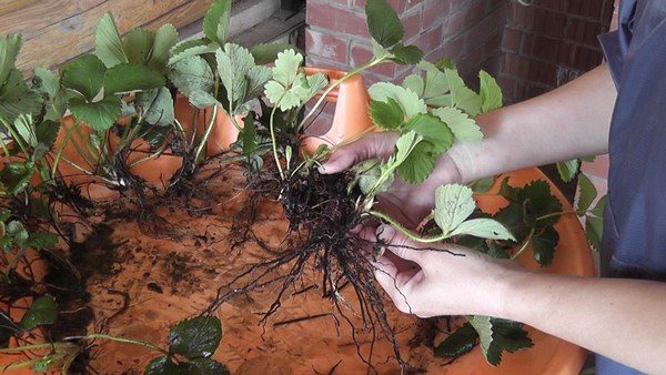  La riproduzione di fragole con le corna