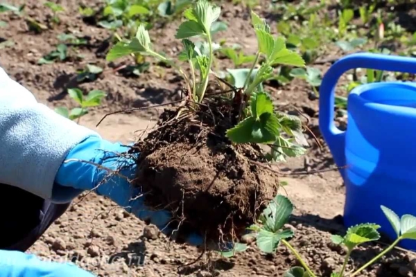  To transplant garden strawberries, water it, cut a lump of earth with a bush and transfer it to a new place.