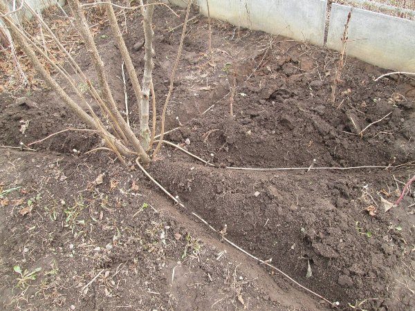  Reproduction of Red-leaved Hazel by Layers