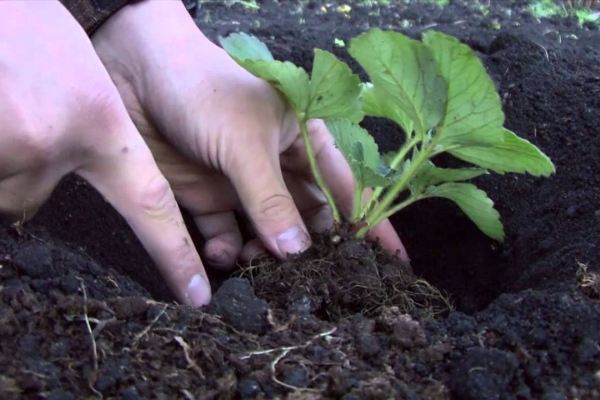  When planting strawberries at the root, you can make wood ash - her strawberry loves